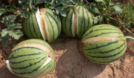 工商爆料吃瓜网是真的吗,吃瓜网真实性揭秘